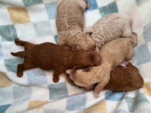 Bichon Poodle puppies for Sale DOB 3-14-205